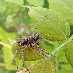 Philodromus emarginatus