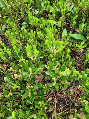 Arctostaphylos uva-ursi
