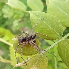 Philodromus emarginatus