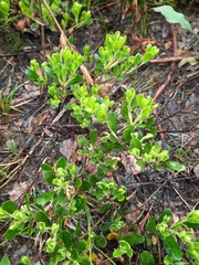 Arctostaphylos uva-ursi