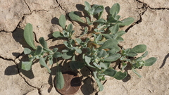 Atriplex elegans