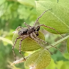 Philodromus emarginatus