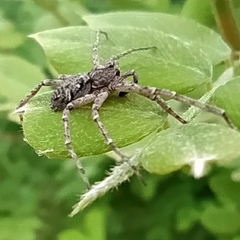 Philodromus emarginatus