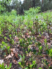 Arctostaphylos uva-ursi