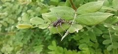 Philodromus emarginatus