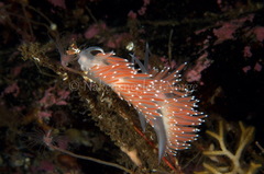 Coryphella