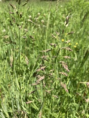 Poaceae