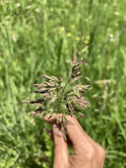 Poaceae