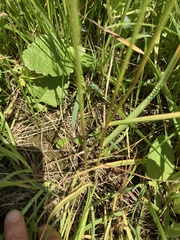 Poaceae