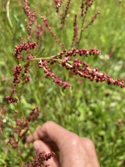 Rumex