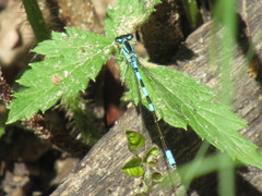 Coenagrion resolutum