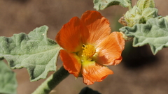 Sphaeralcea orcuttii