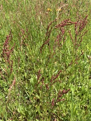 Rumex