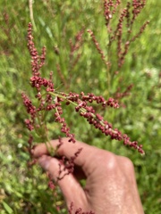 Rumex