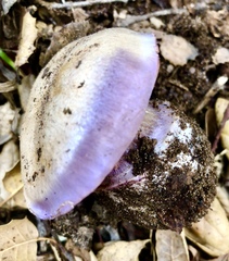 Cortinarius lilacinocolossus