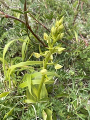 Platanthera chlorantha