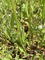 Rumex