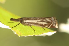 Xanthocrambus lucellus
