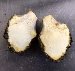 Cortinarius lilacinocolossus