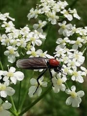 Bibio hortulanus