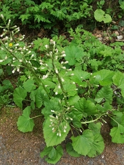 Petasites albus