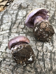 Cortinarius lilacinocolossus