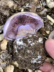Cortinarius lilacinocolossus