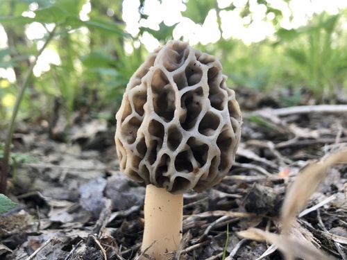Yellow Morel