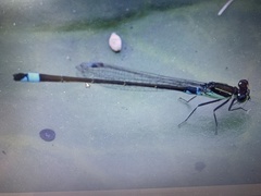 Ischnura senegalensis