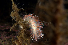 Carronella pellucida