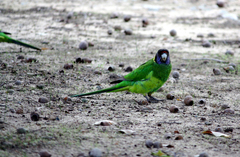 Barnardius zonarius semitorquatus