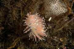 Carronella pellucida