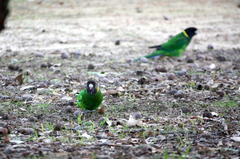 Barnardius zonarius semitorquatus