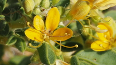 Cleomella obtusifolia