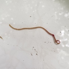 Lumbriculus variegatus