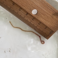 Lumbriculus variegatus
