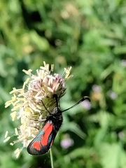 Zygaena punctum