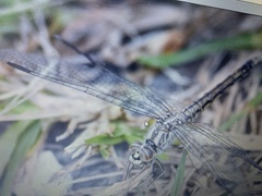 Brachythemis leucosticta