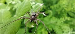 Philodromus emarginatus