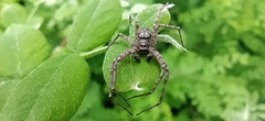 Philodromus emarginatus