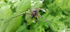 Philodromus emarginatus