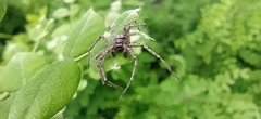 Philodromus emarginatus