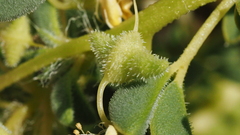 Cleomella obtusifolia