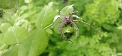 Philodromus emarginatus