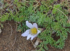 Pulsatilla tenuiloba