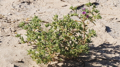 Nama hispida spathulata