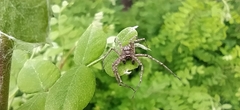 Philodromus emarginatus
