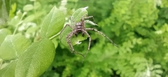 Philodromus emarginatus