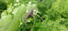 Philodromus emarginatus