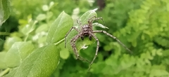 Philodromus emarginatus